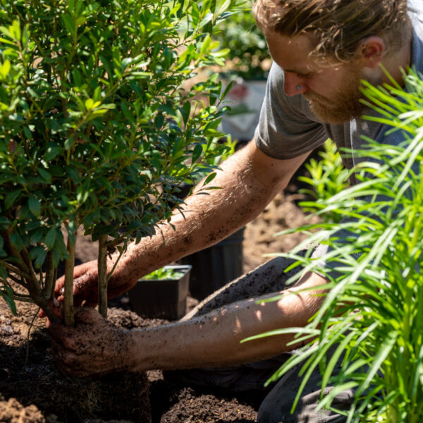 Landscaping1 Landscaping1